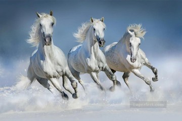 Animal Painting - corriendo caballos grises animales